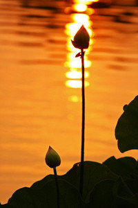 蒙彼利埃在法国联赛中取得胜利