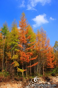 阿森纳客场惊险战平狼队，保级形势岌岌可危