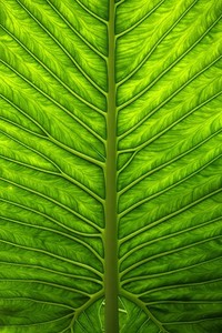 欧冠比赛中球队实力碾压对手：当绿茵场成为单方面秀场